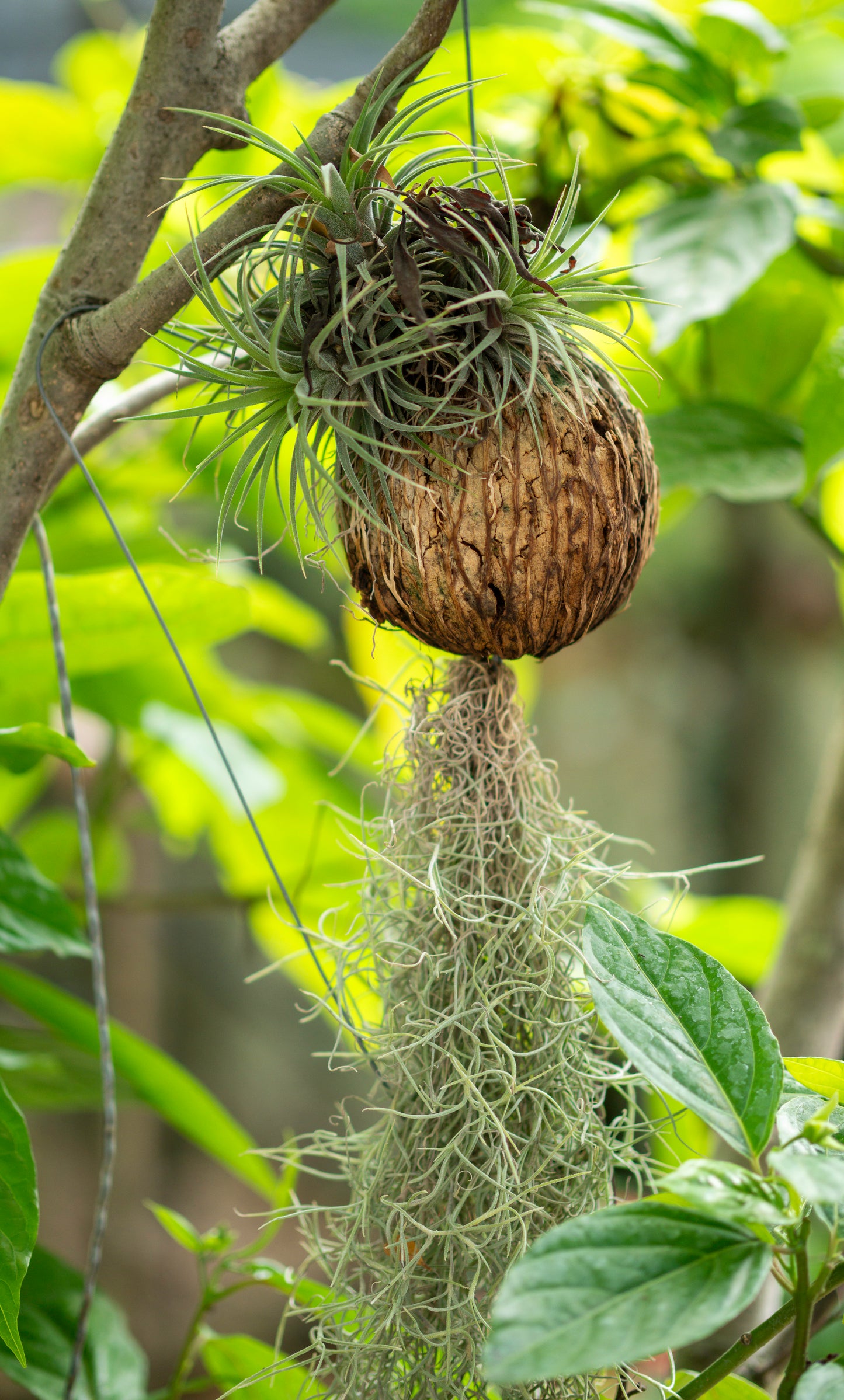 CCcollections Traditional Handcrafted Bamboo Orchid & Air Plant Baskets | Soil-Less Hanging Planters for Vigorous Growth