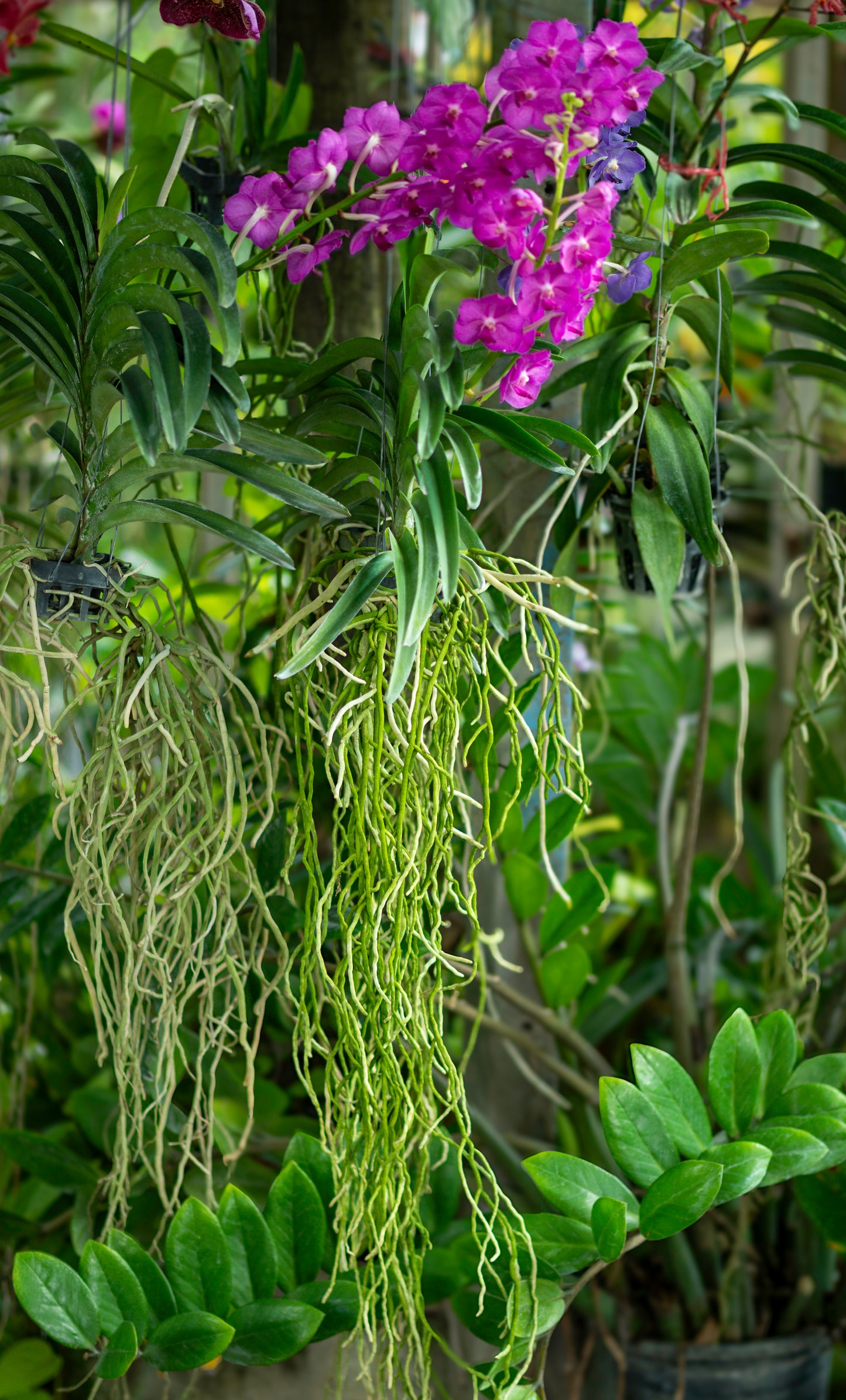 CCcollections Traditional Handcrafted Bamboo Orchid & Air Plant Baskets | Soil-Less Hanging Planters for Vigorous Growth