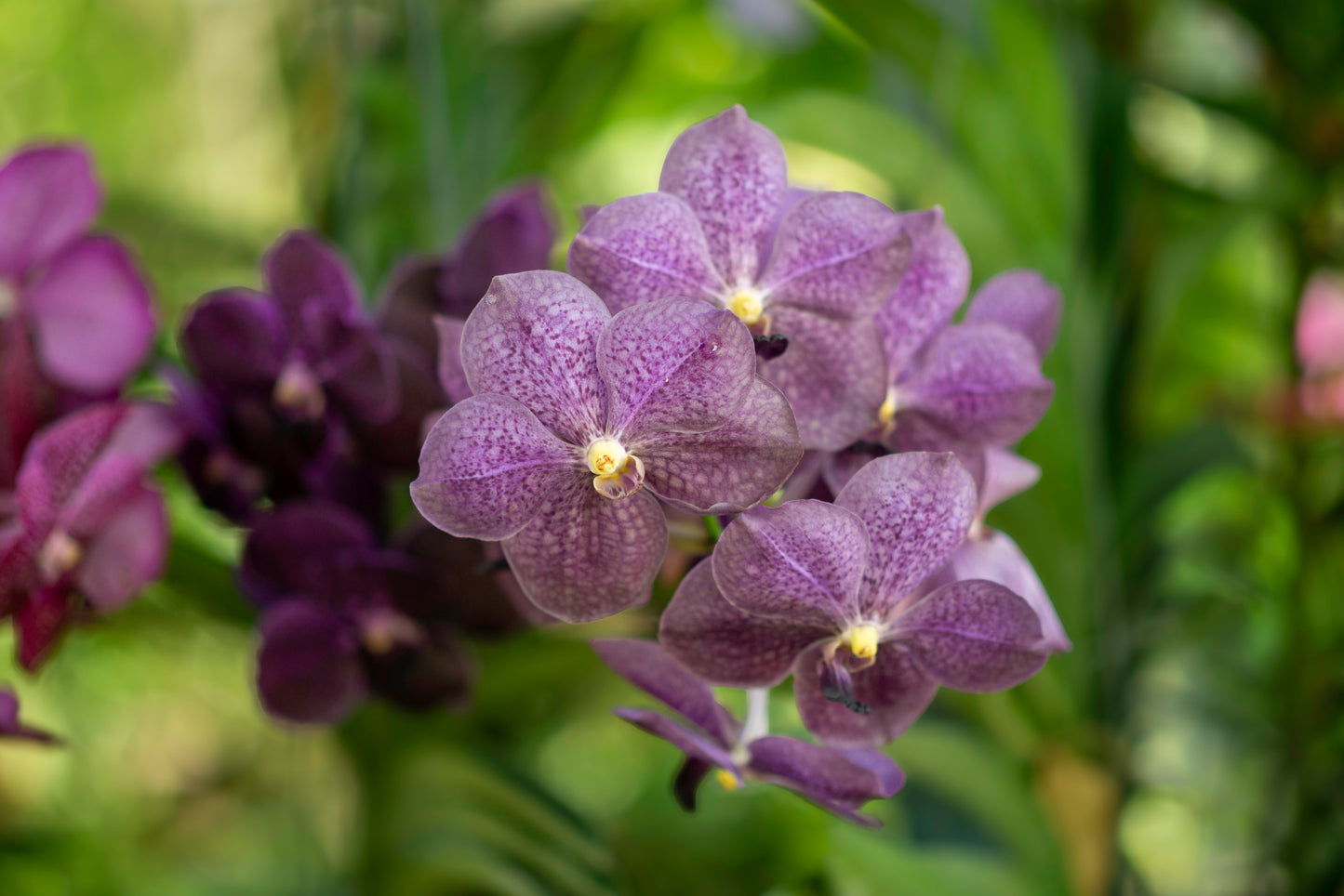 CCcollections Traditional Handcrafted Bamboo Orchid & Air Plant Baskets | Soil-Less Hanging Planters for Vigorous Growth