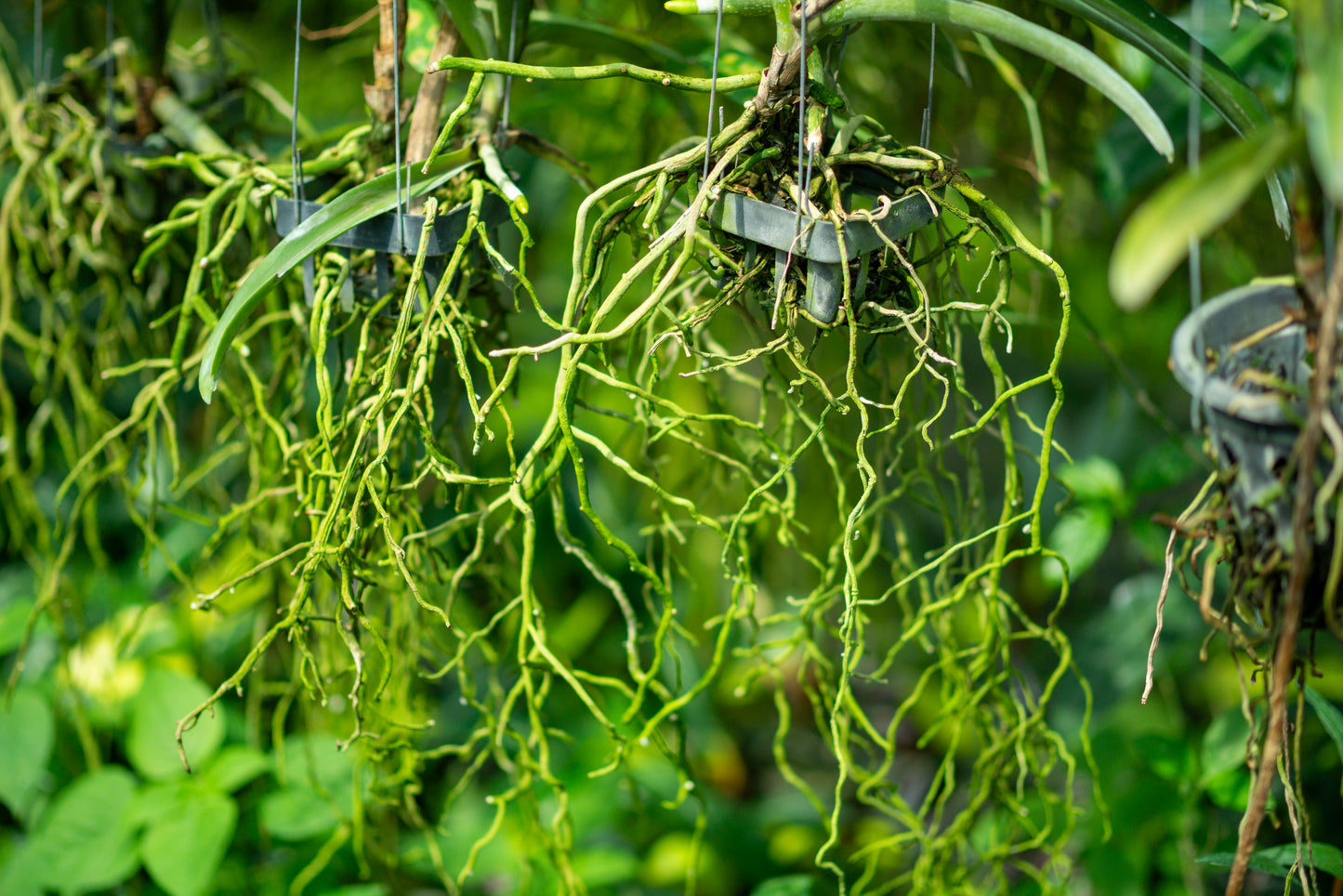 CCcollections Traditional Handcrafted Bamboo Orchid & Air Plant Baskets | Soil-Less Hanging Planters for Vigorous Growth