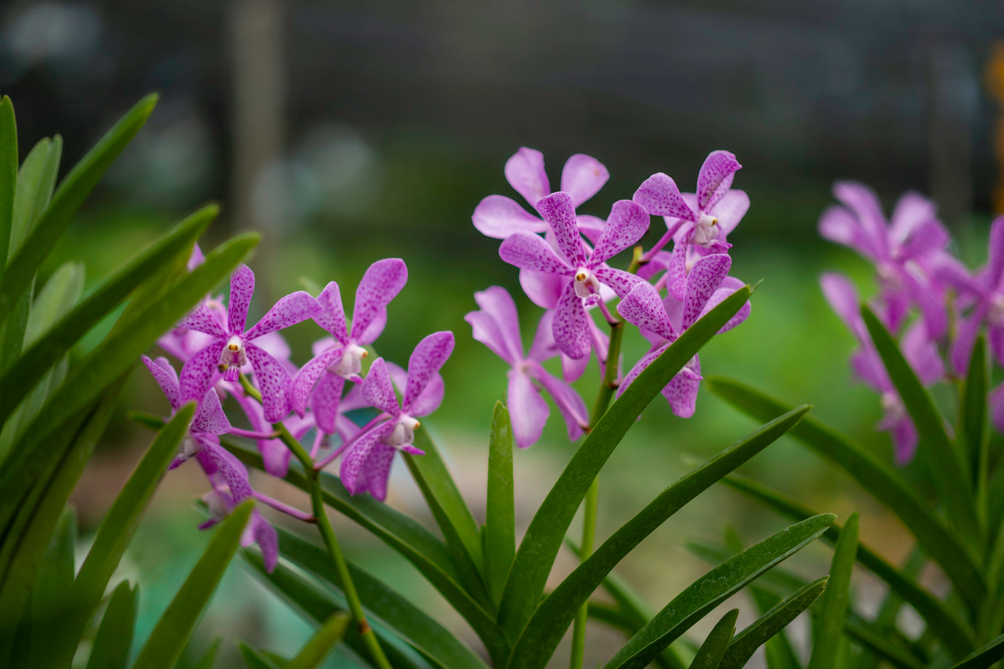 CCcollections Traditional Handcrafted Bamboo Orchid & Air Plant Baskets | Soil-Less Hanging Planters for Vigorous Growth